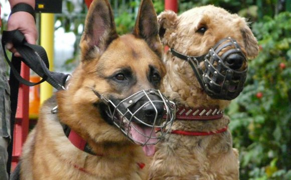 Правила Содержания Собак в Беларуси