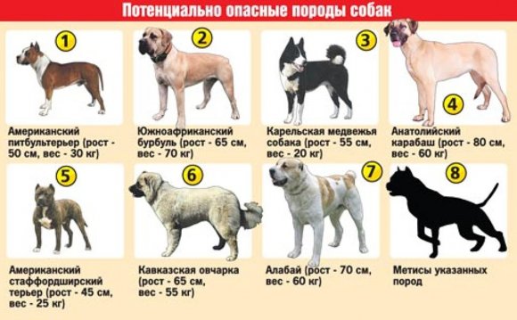 Закон о Содержании Собак Бойцовских Пород