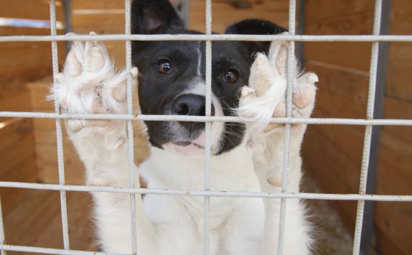 Правила Содержания Собак в Нижегородской Области