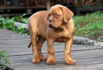 Щенок бордоского дога, фото выбор породы собаки фотография