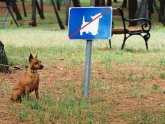 Правила Содержание Собак на Участке