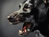 Правила Содержания Бойцовских Собак в Частном Доме