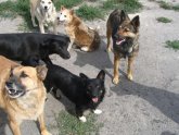 Содержание Собак в Ростовской Области