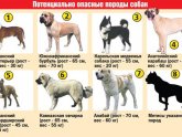 Закон о Содержании Собак Бойцовских Пород