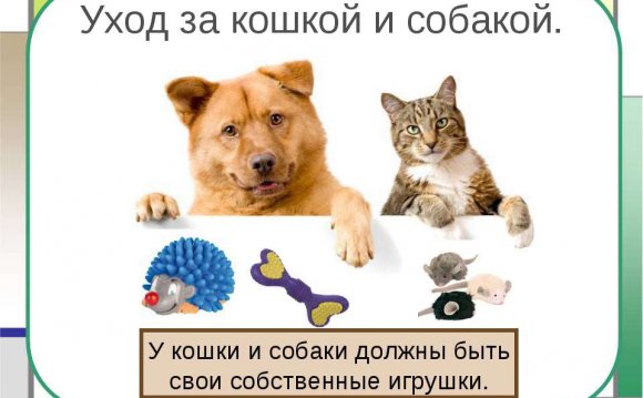 Обж Уход за Кошкой и Собакой