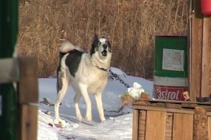 В Интернете появилось объявление о продаже приюта для собак в Чигирях